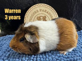 Rescue Short Haired Guinea Pigs for Adoption in Red Oak, Iowa - Warren | PetCurious